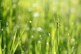 Schnake im nassenGras / crane fly in the wet grass 