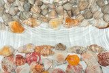 Seashells under water