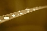 sepia water drops on grass