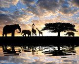 Silhouette elephants with giraffes in the sunset 