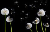 silhouettes of dandelions 