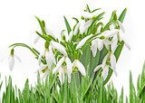 snowdrop flowers on a white background 