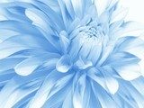 soft blue floral background for card