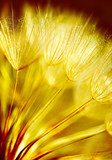 Soft dandelion flower background