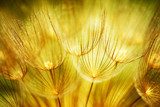 Soft dandelion flowers 