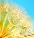 Soft dandelion flowers 