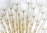 soft white dandelion seeds 