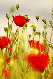 Sommerliche Blütenpracht in Nahaufnahme