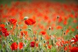 Sommerliche Mohnblütenpracht im Fokus
