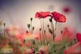 Sommerliche Pracht der roten Mohnblumenwiese