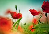 Sommerliche Pracht roter Mohnblumen