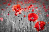 Sommerliche Ruhe zwischen roten Mohnblumen