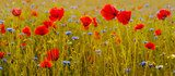 Sommerliche Wiesenpoesie in Farbe
