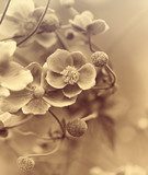 Sommerlicher Blütentraum in Sepia