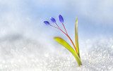 Spring flower crocus 