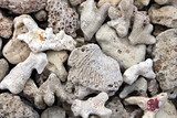 stones, sand, coral, macro, nature