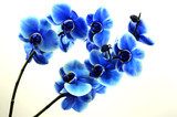 Strahlend blaue Orchideen im Detail
