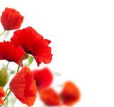 summer scene, red poppies isolated on white