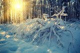 Sunrise in the winter forest 