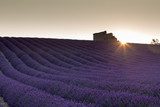 Sunrise over lavender field 