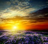 Sunset over a summer lavender field 