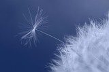 Tanz der Pusteblumen im Wind