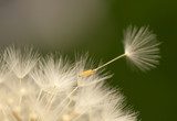 Tanzende Samen im Frühlingswind