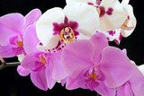 The beautiful orchid 