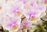 The violet Phalaenopsis 