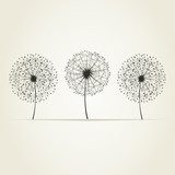 Three dandelions 