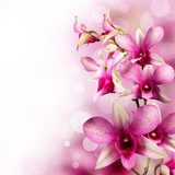 tropical orchids 