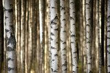 trunks of birch trees 