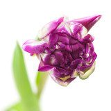 variegated tulip flower 