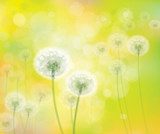Vector spring background with white dandelions. 