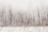 Vernebelte Winterlandschaft in kühlen Tönen