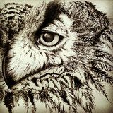 Vintage owl