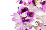 Violet orchid isolated on white background 
