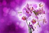 Violet orchid on purple bokeh background 