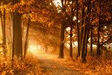 Wanderweg in goldener Herbstsonne und Nebel 