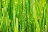 Water drops on grass 