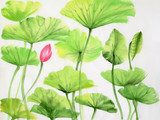 Watercolor painting of lotus leaves and flower 