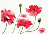 Watercolor painting of red poppies