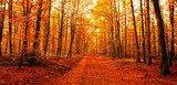Way to forest in autumn 