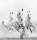 Weiß im Weiß - Rasende Pferde