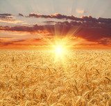 Wheat field at sunset 