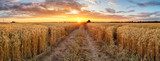 Wheat field at sunset, panorama