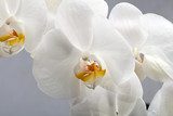 White orchid isolated on black 