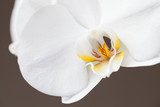 White orchid on brown background.. 
