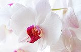 White Orchid`s Flowers 