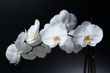 White Phalaenopsis orchid 